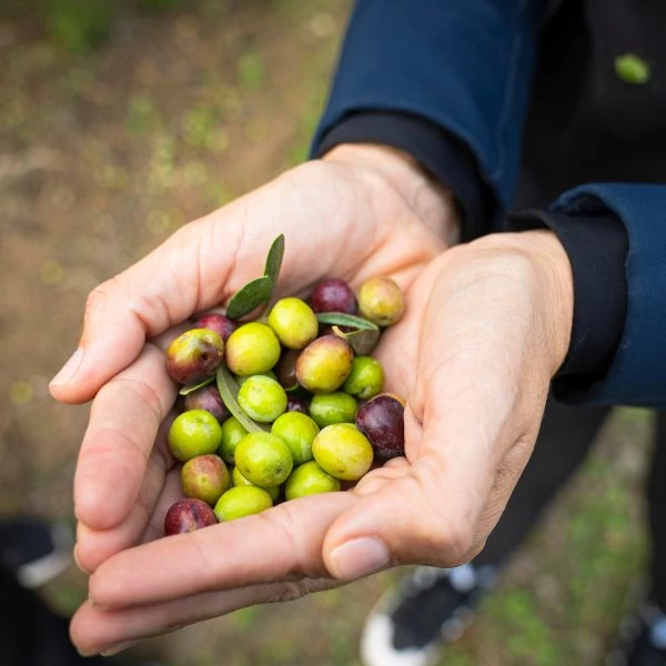 Olio Roccia Arbequina bio extraszűz olívaolaj 100 ml