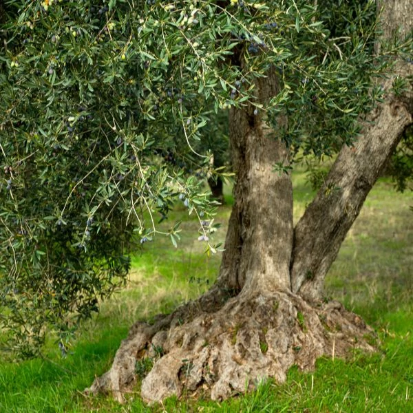 Olio Roccia Blend bio extraszűz olívaolaj 100 ml