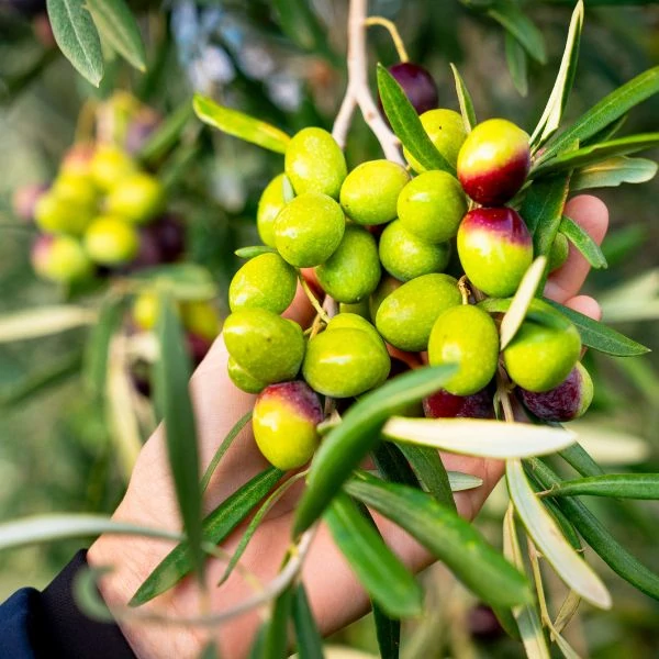 Olio Roccia Coratina bio extraszűz olívaolaj 100 ml