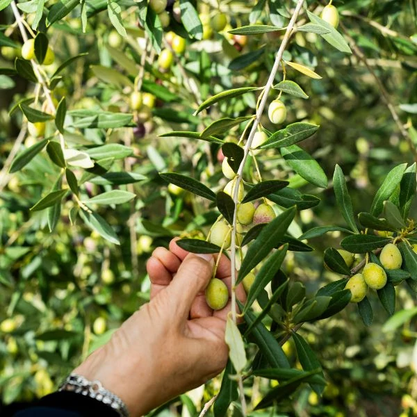 Olio Roccia Peranzana bio extraszűz olívaolaj 100 ml